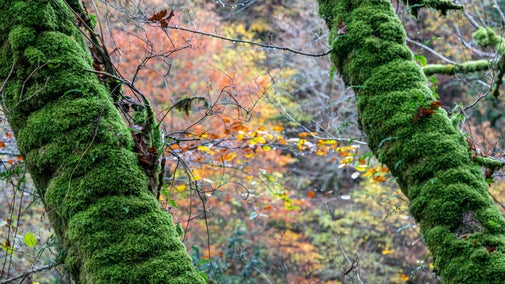 Shades of orange and golden brown fill the woodland viewed across the gorge between two moss-covered tree trunks.